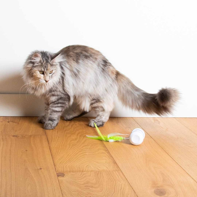EBI Cat Toy Racing Roller