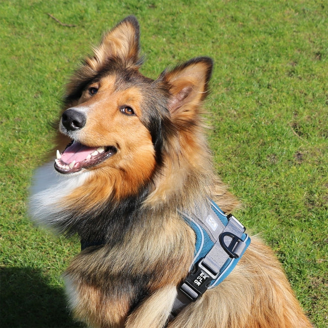 Duvoplus EXPLOR Ultimate Fit no-pull harness - petrol blue