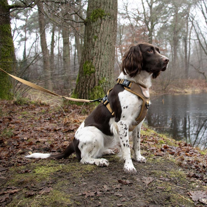 Duvoplus EXPLOR Ultimate Fit No-Pull Harness - honey gold