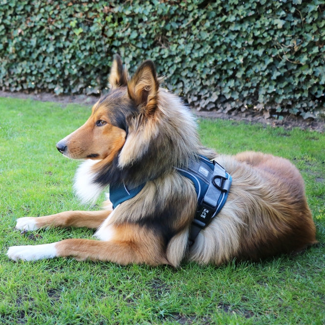 Duvoplus EXPLOR Ultimate Fit no-pull harness - petrol blue